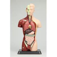 Artec 人体解剖模型トルソー型27cm