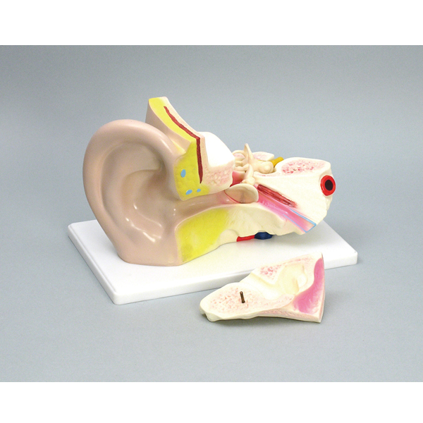 Artec 耳の構造模型（3倍）