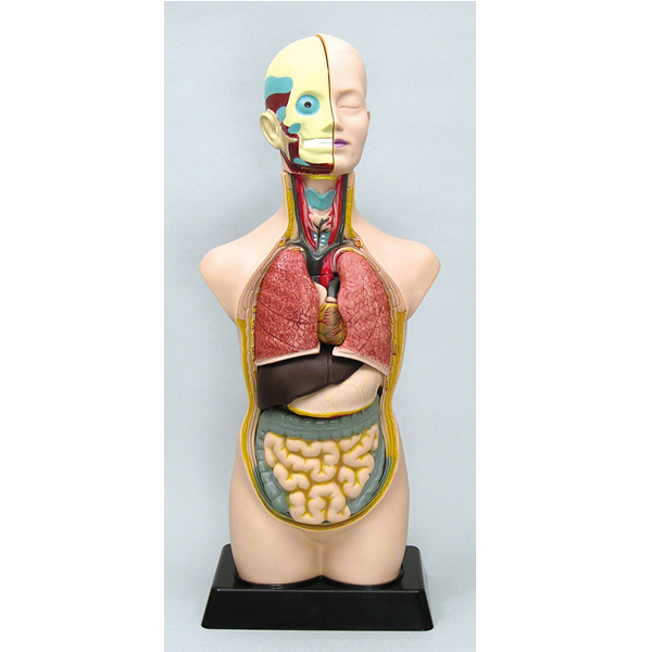 Artec 人体解剖模型（トルソー型）50cm | ゆめ画材