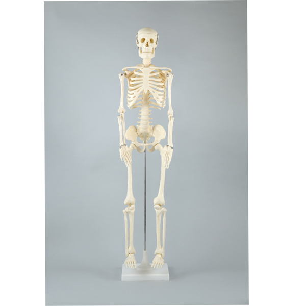 Artec 人体骨格模型 85cm | ゆめ画材