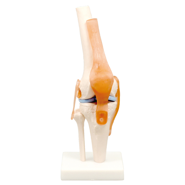 Artec 膝関節模型