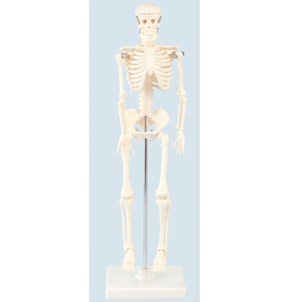Artec 人体骨格模型 42cm