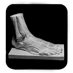 石膏デッサン像 部分 男の足 解剖