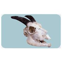 頭骨模型 【山羊の頭蓋骨】 硬石こう製