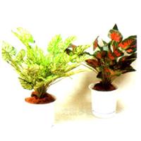 観葉植物モデル ホワイトカラジューム＆レッド