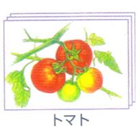 塗り絵 塗り絵物語 身近な野菜たち編 トマト